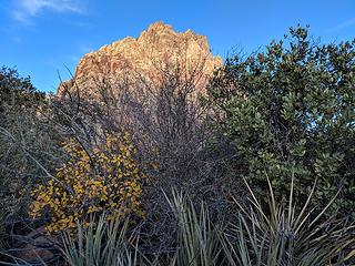 2. Mount Wilson through desert foliage