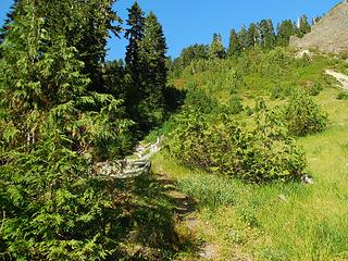 some trail is visible in the upper part of the meadow