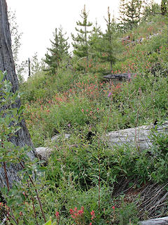 Nice swathe of Paintbrush. There were many wildflowers on this trip, but we didn't have time to get a lot of shots in.