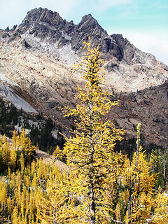 10-18-09- larix under ingalls n