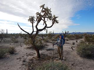 tall cholla