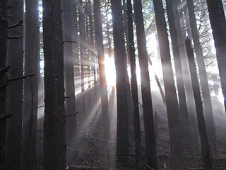 Sun Rays 3 Tiger Mtn Summits, From chirico, through Poo top, 01/22/11