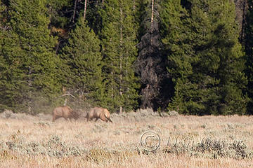 Rutting Elk