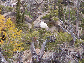 Mtn Goat