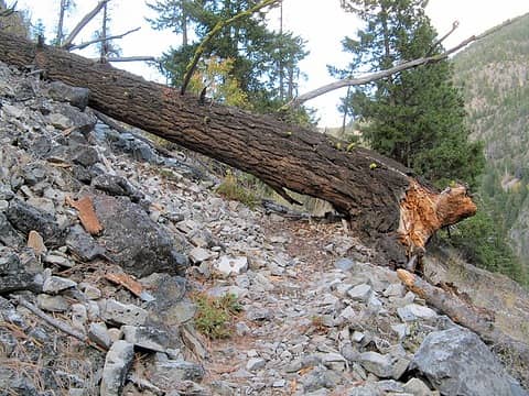 Big log at switchback -Before