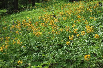 Silvercrown 'forest'. The seed mass will be silvery, hence the name rather than 'goldencrown'.