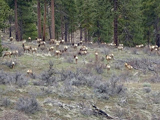 I saw 100's of elk while crossing Sanford Pasture.