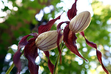 Mountain Lady's Slippers