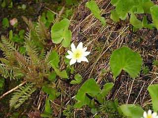 Marsh Marigold