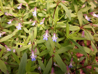 Blue-eyed Mary