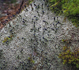 Don't know what these are . . . British Soldier lichens in blue uniforms? . . .