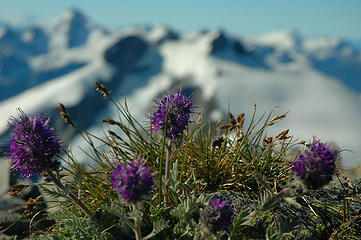 wildflowers on ruths summit