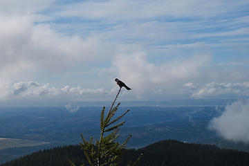 A bird in the bush. 3 Tiger Mtn Summits, From chirico, through Poo top, 01/22/11