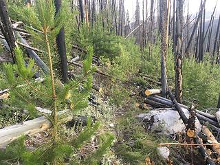 very optimistic about this trail work on Clutch Creek trail