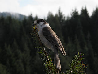 Gray Jay 3 Tiger Mtn Summits, From chirico, through Poo top, 01/22/11