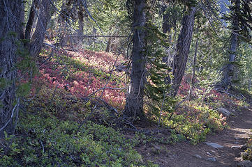Fall colors in the undergrowth