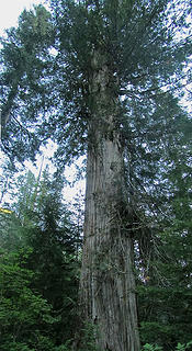 a regal looking Alaska cedar