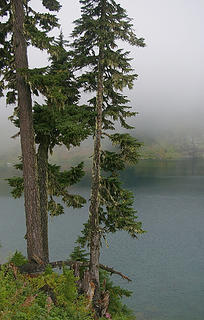 Hemlocks at Twins Lakes