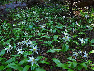 erythronium oregonum 
Lk Eleanor trail to Grand Park MRNP 7/17/10