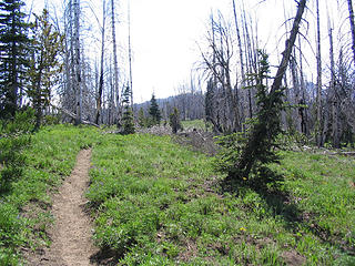 Trail through the meadow