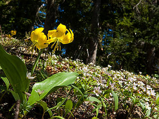 Glacier lily and spring beauty