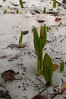 glacier lily or avalanche lily poking through the snow. 
Lk Eleanor trail to Grand Park MRNP 7/17/10