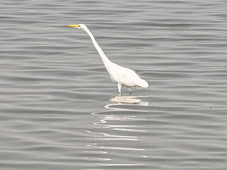 Water Giraffe