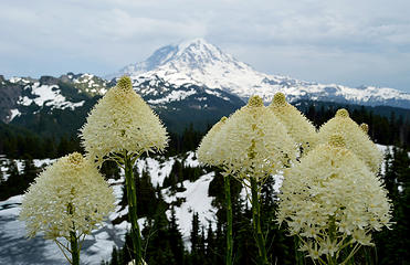 Bear Grass