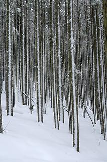 Snow-striped trees
