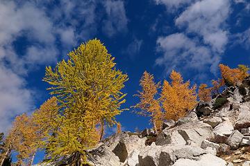 more larches against the sky