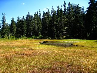 meadow at Saddle Lake