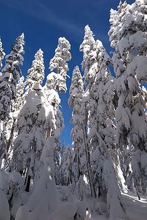 Amid the tall snowy trees of Keechelus Ridge