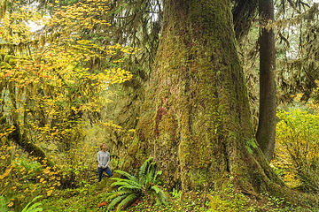 South Fork Hoh River Trail, Washington