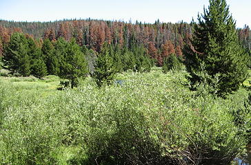 Showing the extensive lodgepole pine bark beetle kill in northern Colorado.