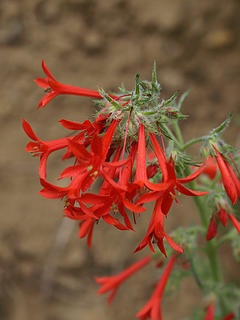 Scarlet Gilia