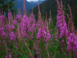 windy pass color