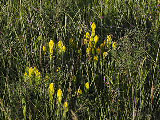 Castilleja levisecta