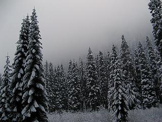 Trees in the dark mist