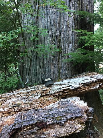 huge cedar