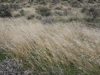 Grass from petrified park