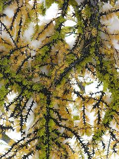 Needles, lichens, & snow