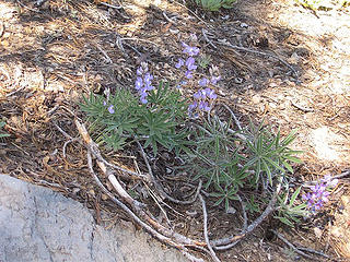 Pretty flowers