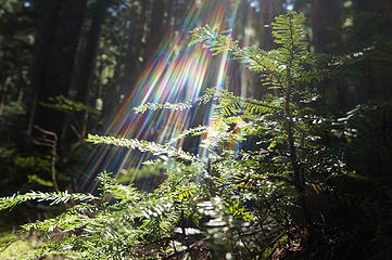 Beautiful light in the forest