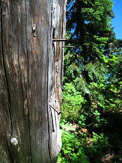 Rusted nails of the long-gone sign marking the scramble boot path