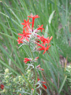 "scarlet gilia"