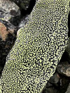 Lichen pointillism