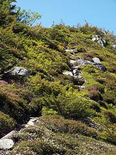 blooming heather and huckleberry