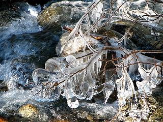 Snoqualmie Pass, CommonWealth Basin ice covered branches