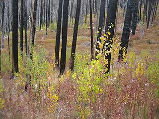 fall colors