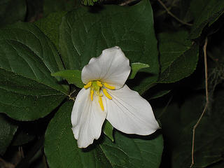 Trillium blooming